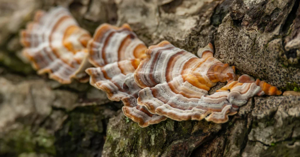 Turkey Tail Mushroom Coffee