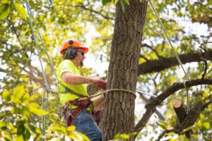 Tree Pruning