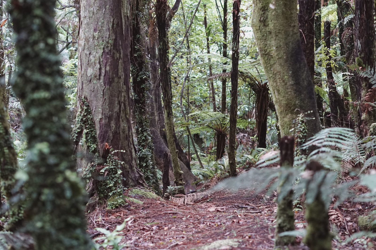 Trail Running